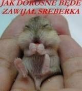 Jak dorosnę, będę zawijał sreberka