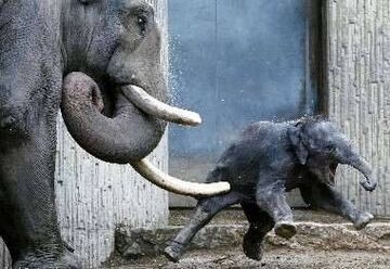 słoniątko dostało cios