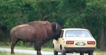 dobrze posiedzieć przy żubrze