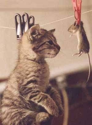 kot torturuje mysz