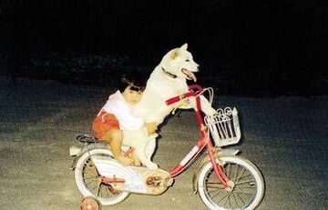pies wozi dzieciaka ona rowerze