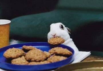 króliczek obiad się ciastkami