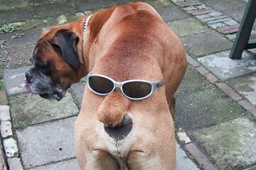 Pies z okularami na tyłku