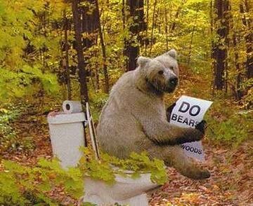 niedźwiedź w ubikacji