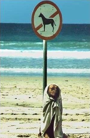 zakaz wprowadzania psów