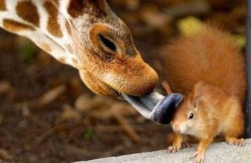 żyrafa & wiewiórka