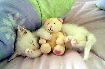 Mały kociak ze swoją maskotką