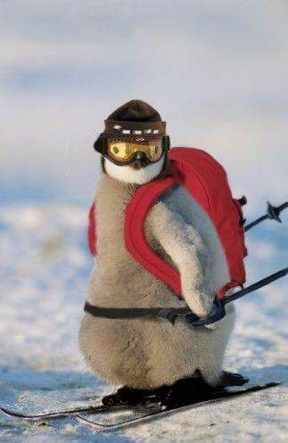 pingwin na nartach