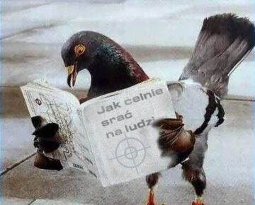 gołąb czyta poradnik