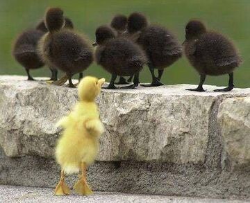ładne kaczątko