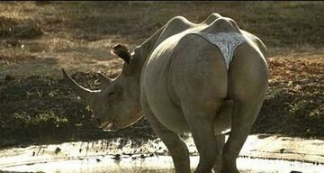 Nosorożec w stringach