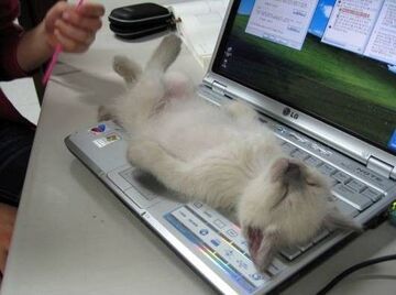 pieszczoch na laptopie