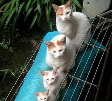 od największego do najmniejszego