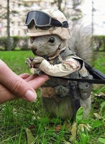 Wiewiórka żołnierz
