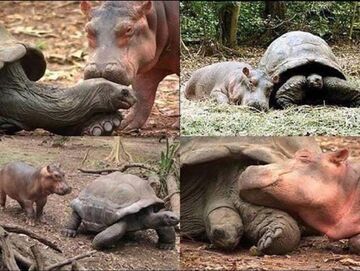 Przyjaźń hipopotama z żółwiem