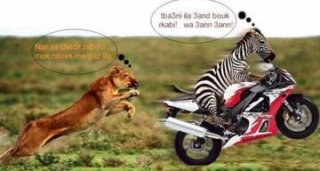 zebra na motorze