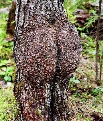 Drzewo też ma swoje 4 litery