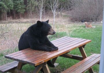 Niedźwiedź przy stole