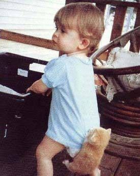 Kociak - pasażer na gapę