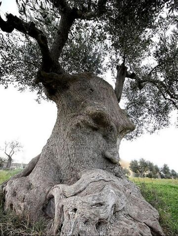 Matka natura 8