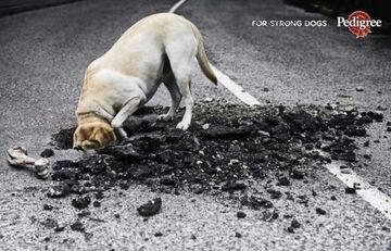 Pedigree