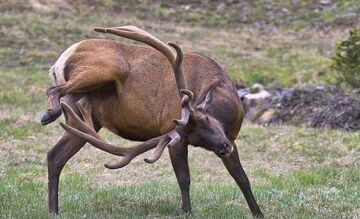 jeleń drapie się po jajkach
