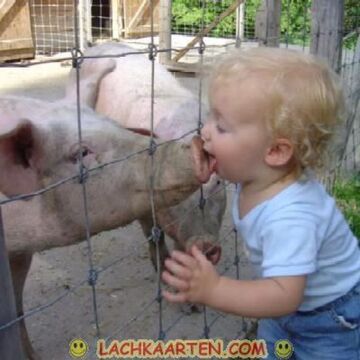 świnka i buziak
