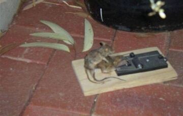 Pułapka na myszy, ironia losu