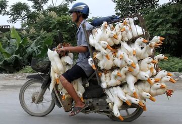 Transport kaczek
