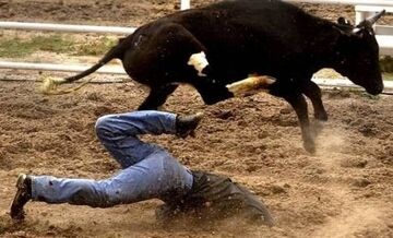 byk kontra człowiek