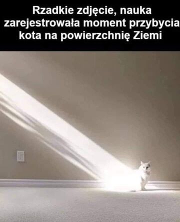 przybycie kota