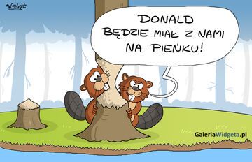 Donald - konflikt z bobrami