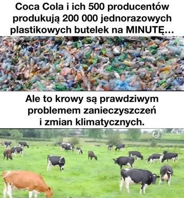 Problemy klimatyczne z krowami