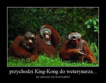 Przychodzi King-Kong do weterynarza