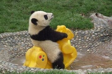 Panda na placu zabaw