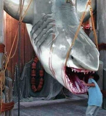 zagląda rekinowi do pyska