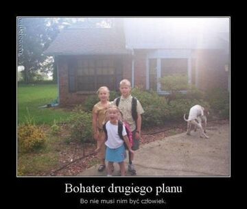 Psy na drugim planie