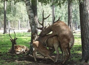 Seks zbiorowy u jeleniów