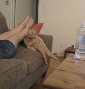 Kot oglądający telewizję