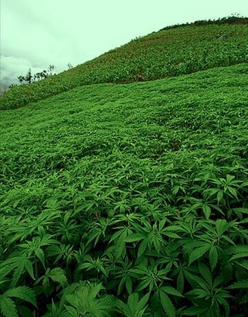 Plantacja trawy