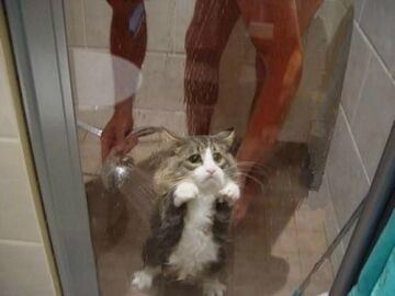 Kot pod prysznicem