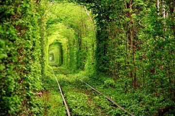 Tunel przez las