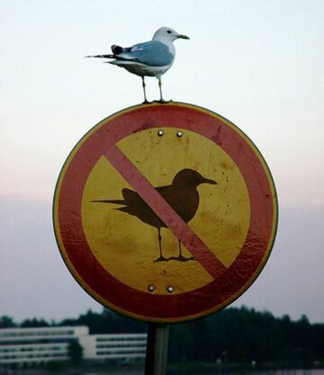 Rebel Bird!