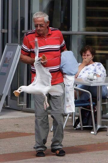 Mewa porywa dziadkowi loda