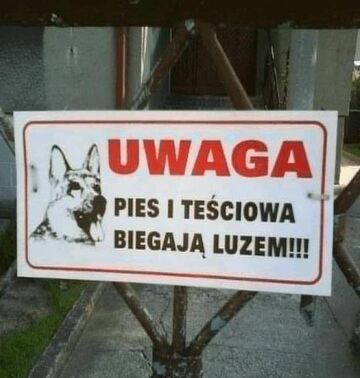 Pies i teściowa biegają luzem