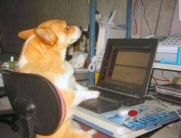 pies przy laptopie