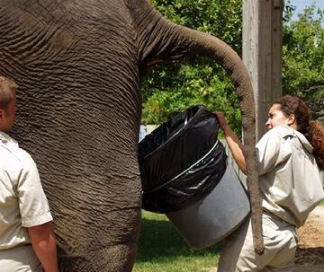 Brudna robota, toaleta słonia
