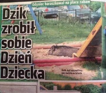 Dziki zrobiły sobie dzień dziecka