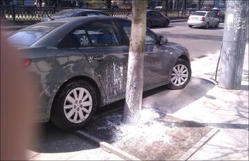 Bielenie drzew w Rosji