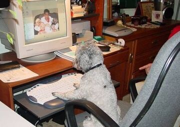 pies przy komputerze